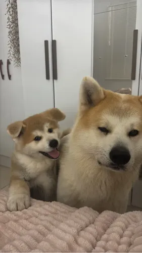 Akita Inu com pedigree