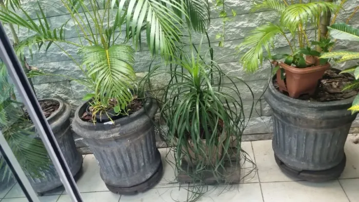 Vaso de planta