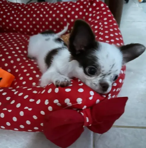 Chihuahua pelo longo fêmea
