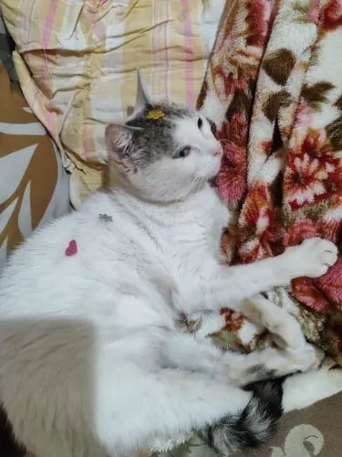 Doa-se esse casal de gatinhos lindos