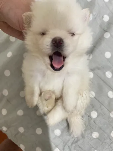 Lindo filhote anão spitz alemão com pedigree CBKC 