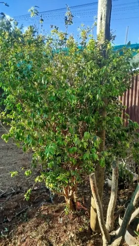 Muda de jabuticaba híbrida