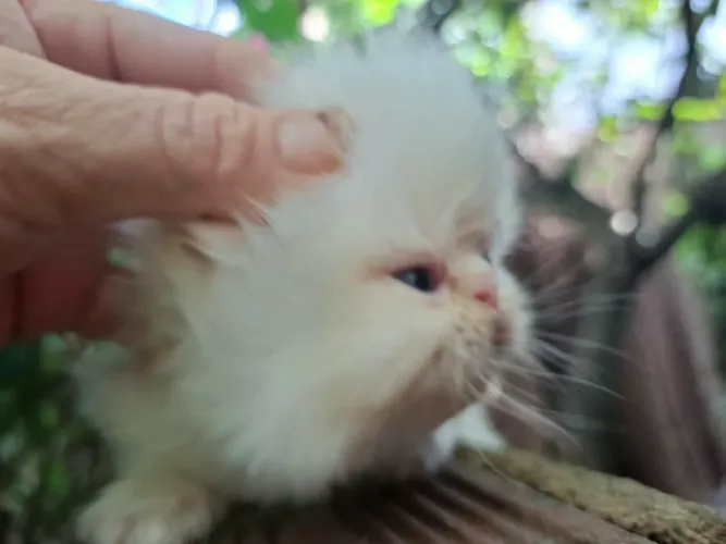 Gato persa@elisandrapet