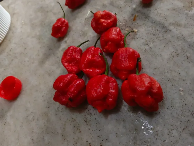 Pimenta Carolina Reaper