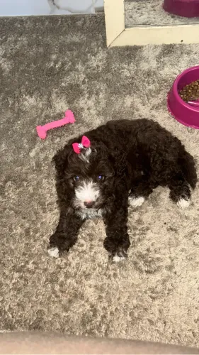 Vendo poodle tamanho 0, fêmea. 