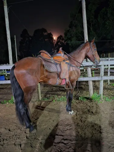 Mangalarga Garanhão, marchador