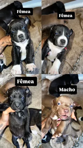 Filhotes de Pitbull