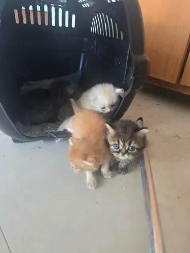 Vendo filhotes de gatos persa