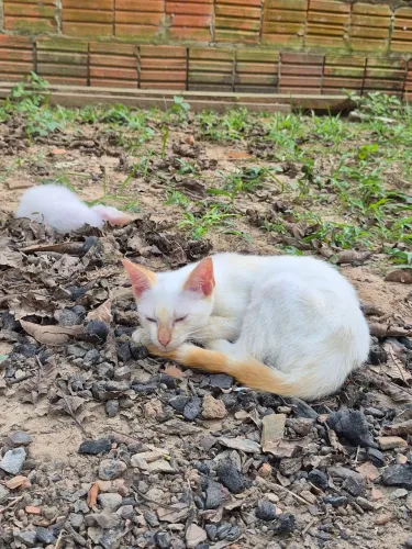 Gatinhos para Adoção 