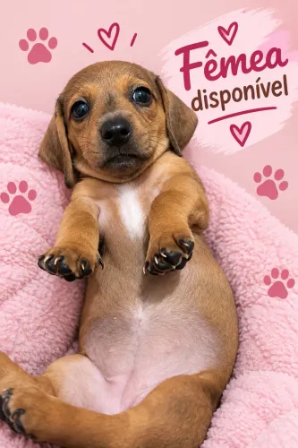 vendo dachshund/salsicha/cofap