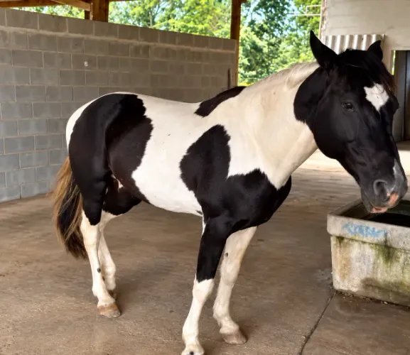 Cavalo