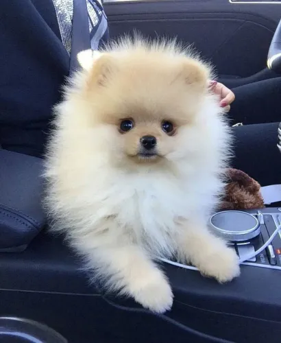 Spitz Alemão