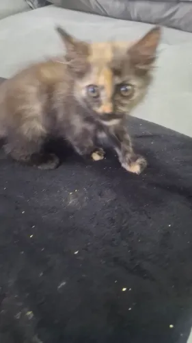 gato persa adoção consciente