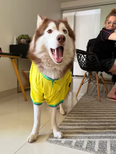 Procura-se fêmea husky para cruzar