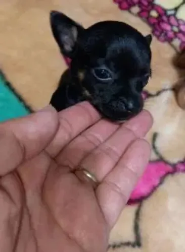 Pinscher zero pronta a entrega 