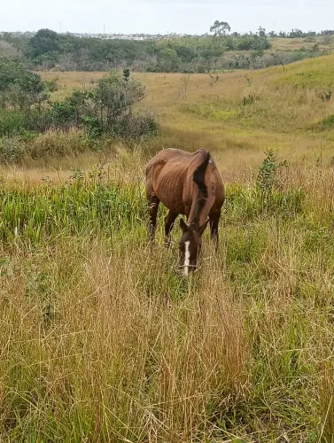 Égua
