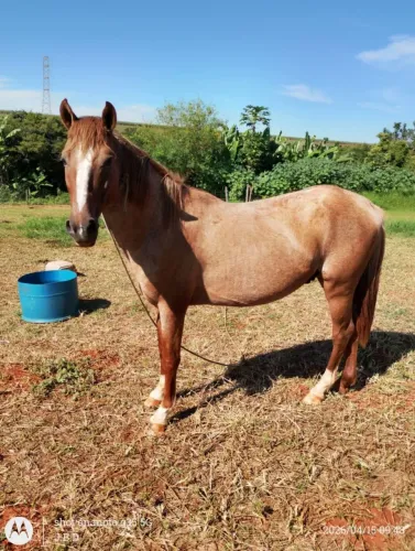 Vende se cavalo