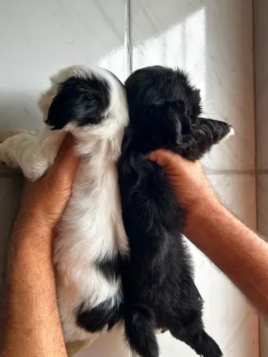 Cachorro raça Shitzu