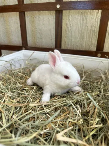 Filhotes de coelhos | Fazenda Orelinhas
