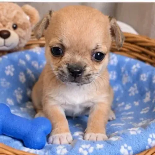 Chihuahua Mini Machinho pelo curto
