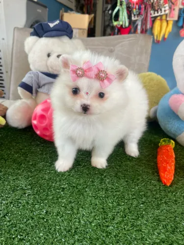 Spitz alemão fêmea branca disponível!!$4.000,00