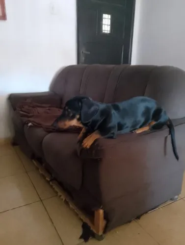 Cachorro