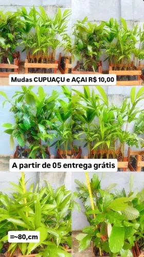 Mudas AÇAI E CUPUAÇU