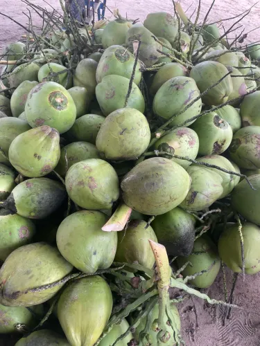 Vende-se coco
