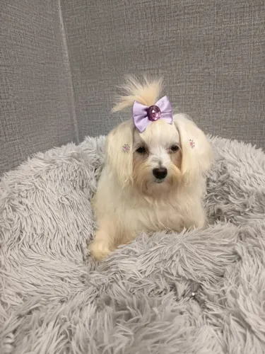 Maltês fêmea de 7 meses