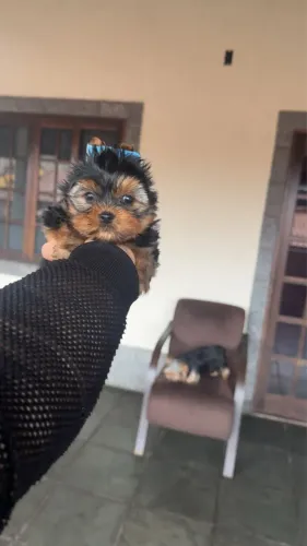 Lindo bebezinho yorkshire terrier