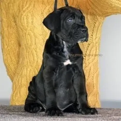 Cane Corso,Cane Corso Filhote Top Padrão da Raça