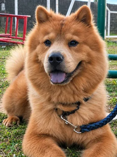 Chow Chow à procura de uma namorada!
