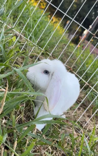 Mini Lop Macho