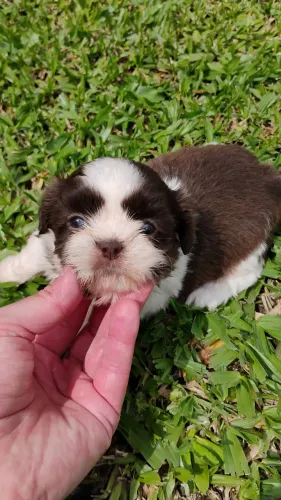 Filhotes de shihtzu
