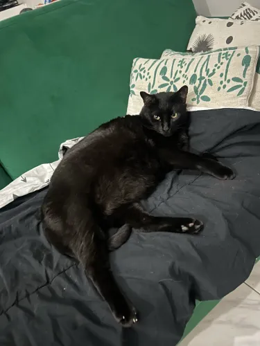 Doação Gato