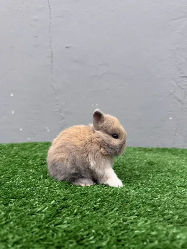 Coelho anão de netherland dwarf 