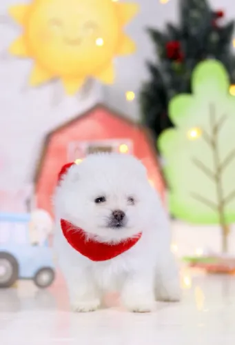 Spitz Alemão Anão 