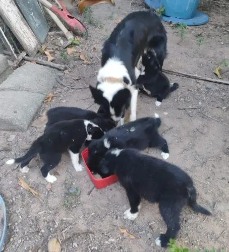 filhotes cães border collie