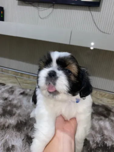 Shih Tzu