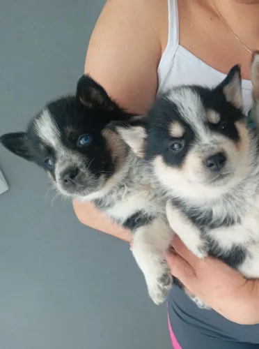 CASAL DE HUSKY SIBERIANO 