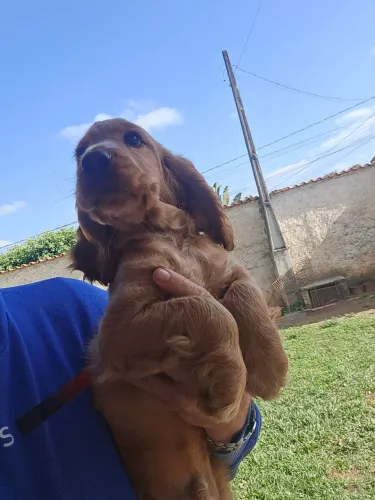 Filhote Coker spaniel Inglês