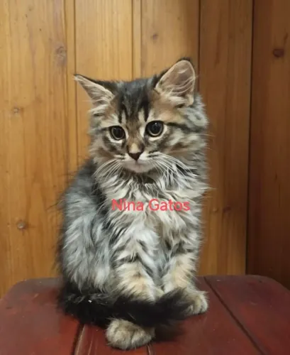 Várias cores Peludos Turkish Angora