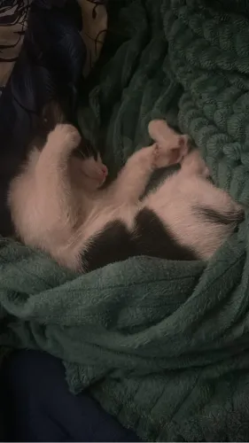 Gato macho