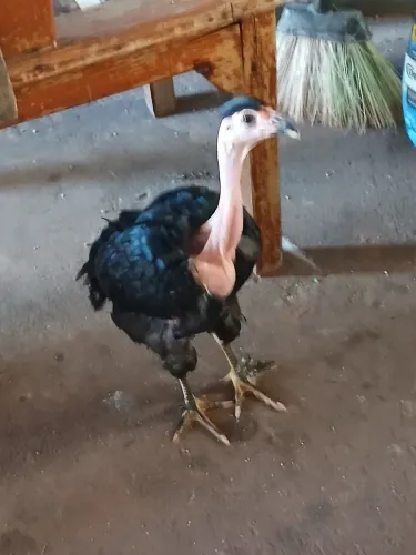 Vendo frango
