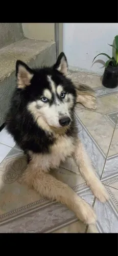 Husky