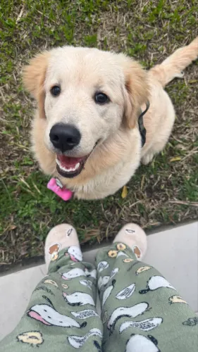 Golden Retriever fêmea 