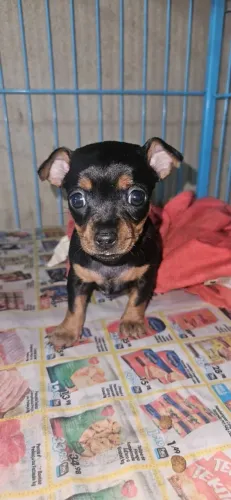 Pinscher Fêmea 00