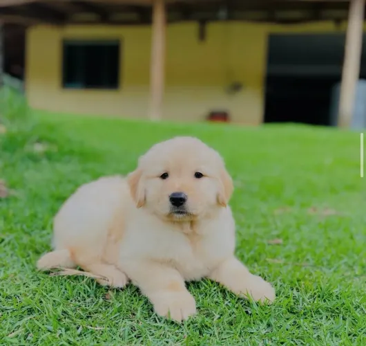 Golden com pagamento facilitado