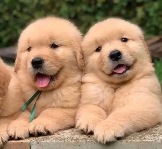 Filhote de cachorro golden retriever brincalhão ideal para companhia dócil
