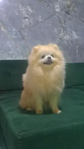 Venda de filhote spitz alemão 